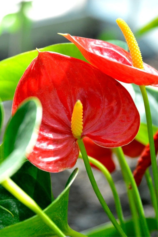 Anthurium andraeanum - 'Red Flamingo'