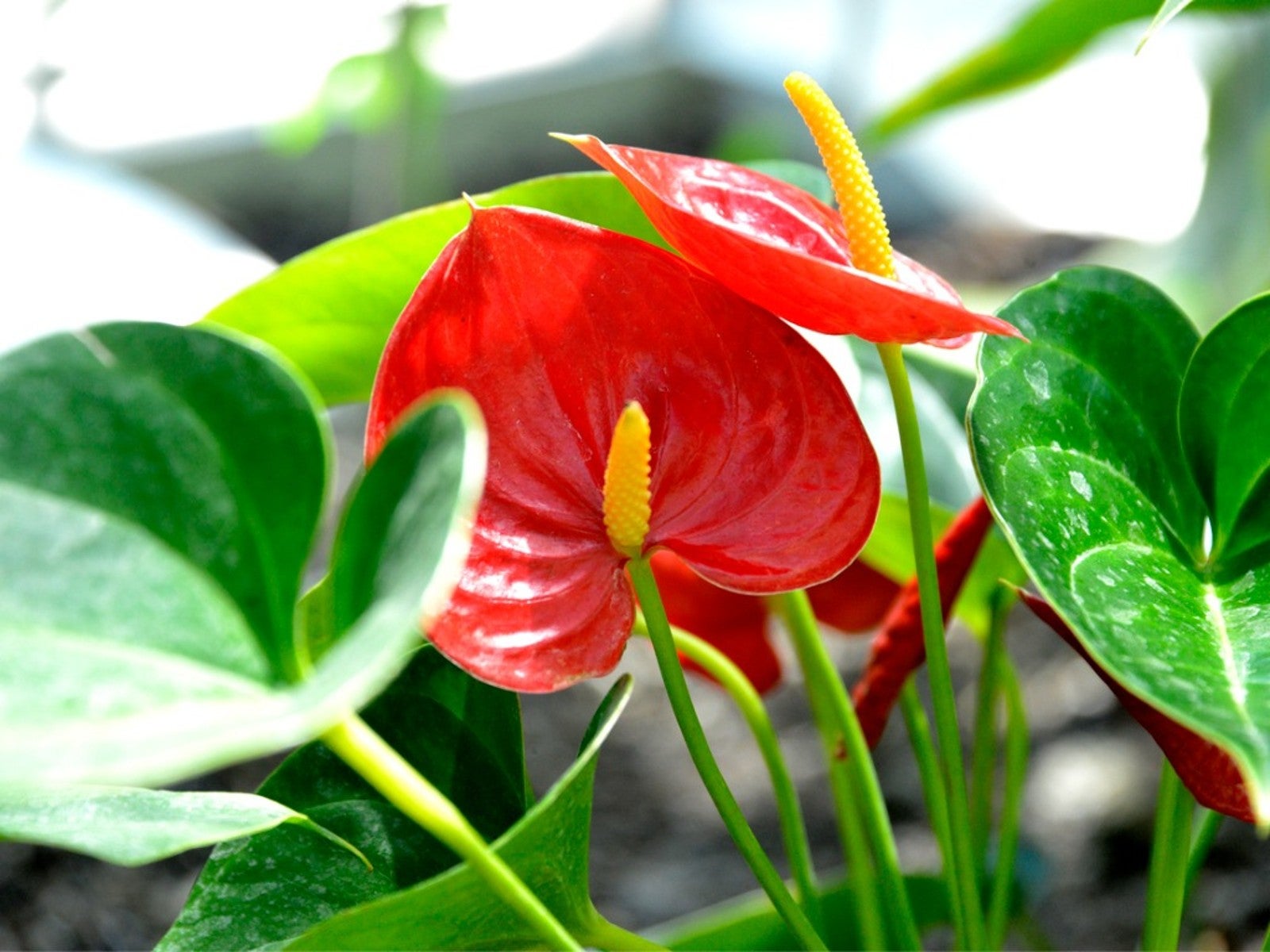 Anthurium andraeanum - 'Red Flamingo'