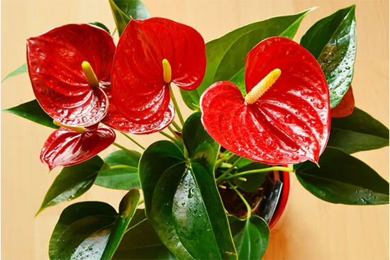 Anthurium andraeanum - 'Red Flamingo'