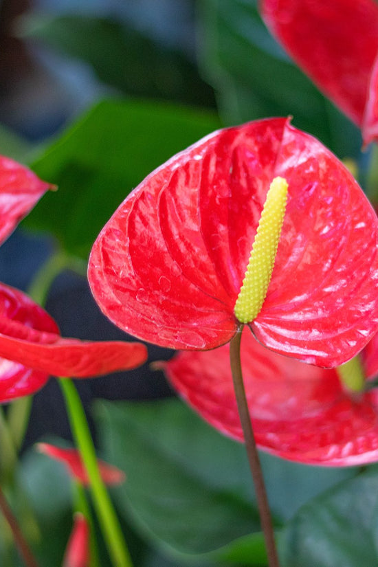 Anthurium andraeanum - 'Red Flamingo'