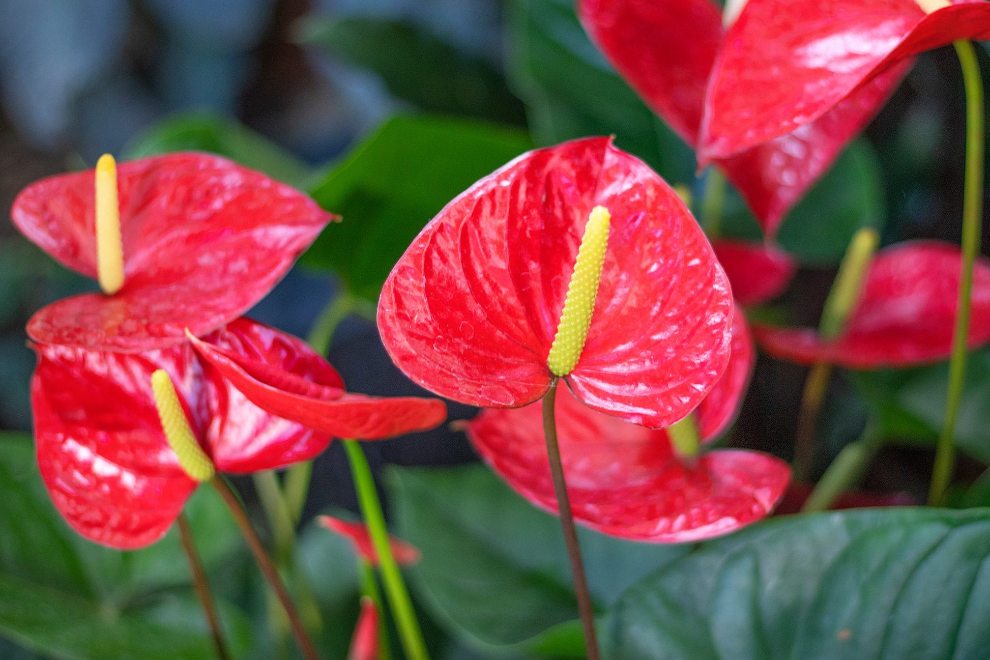 Anthurium andraeanum - 'Red Flamingo'