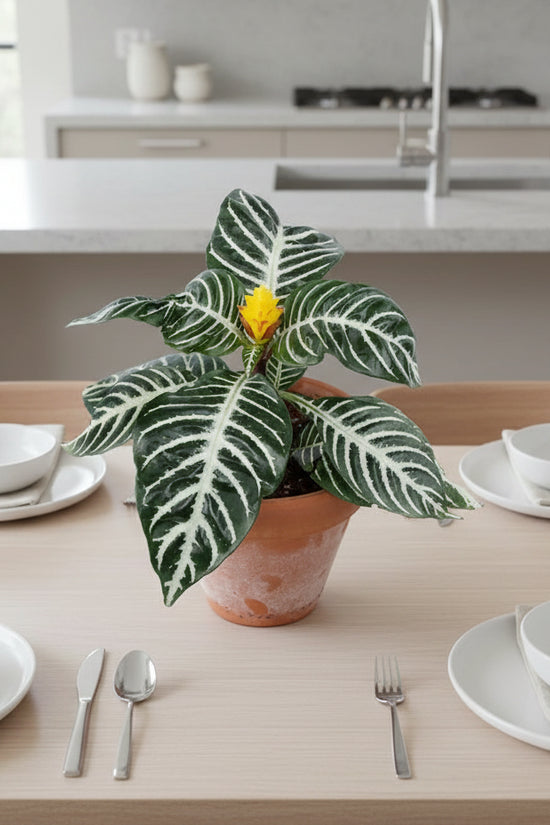 Potted Aphelandrasquarrosa Zebra Plant with green leaves and a yellow flower on a white background