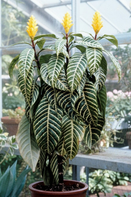 Potted Aphelandras quarrosa Zebra  plant with yellow flowers and striped leaves in a greenhouse setting
