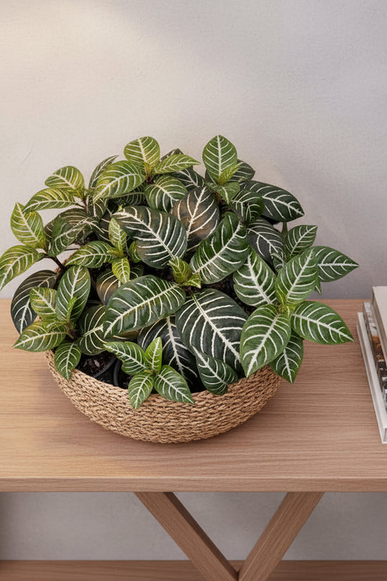Aphelandra squarrosa Zebra Plant Close-up of a plant with green leaves and white stripes