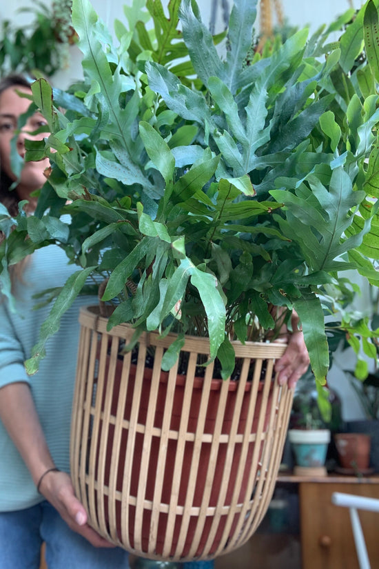 Phlebodium aureum - 'Blue Star Fern'