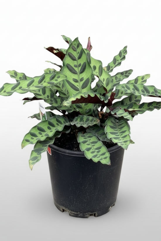 Potted Calathea insignis 'Rattlesnake Plant'  with green and red leaves.