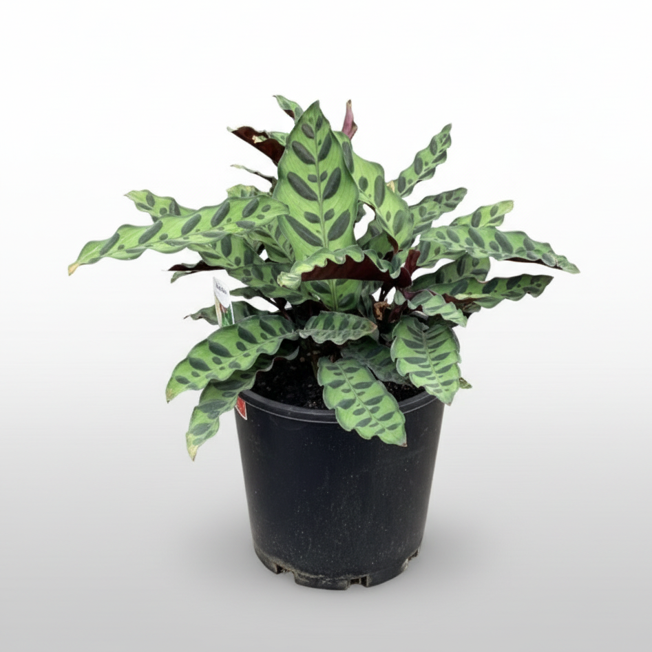 Potted Calathea insignis 'Rattlesnake Plant'  with green and red leaves.