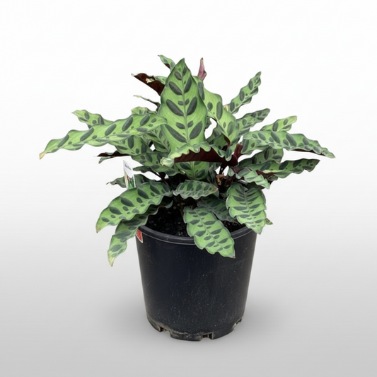 Potted Calathea insignis 'Rattlesnake Plant'  with green and red leaves.