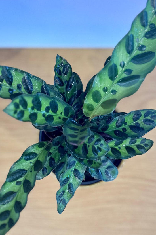 Green potted Calathea insignis 'Rattlesnake Plant' with patterned leaves on a wooden surface with a blue gradient background