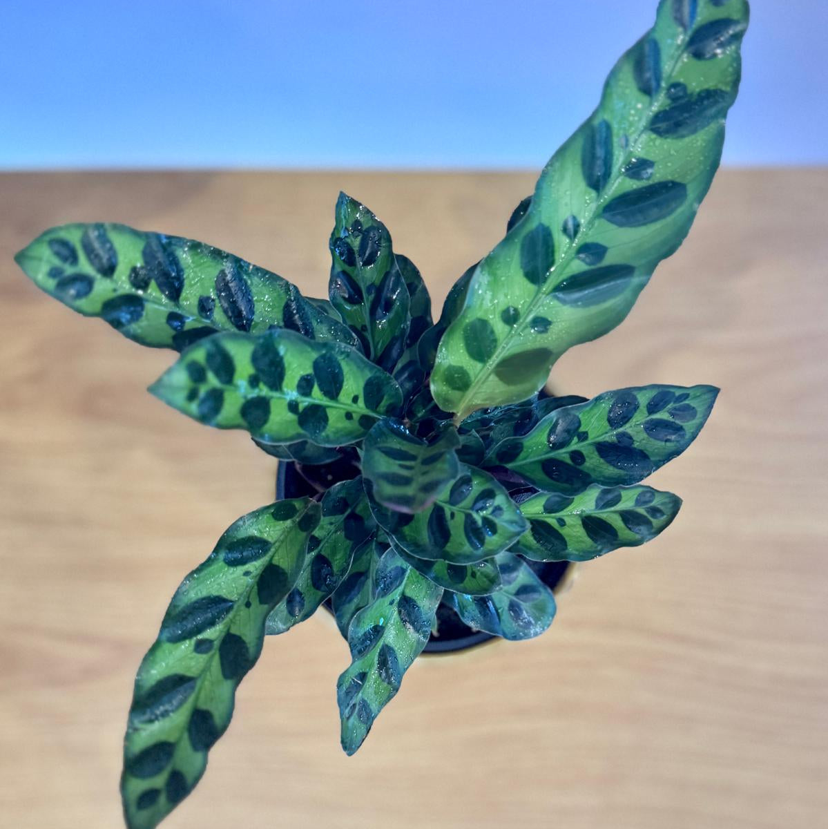 Green potted Calathea insignis 'Rattlesnake Plant' with patterned leaves on a wooden surface with a blue gradient background