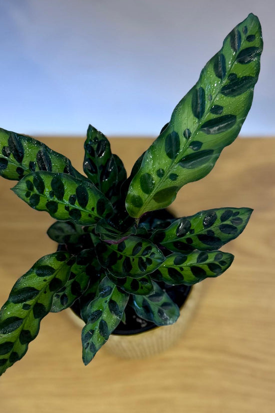Potted Calathea insignis 'Rattlesnake Plant' with green leaves on a wooden surface