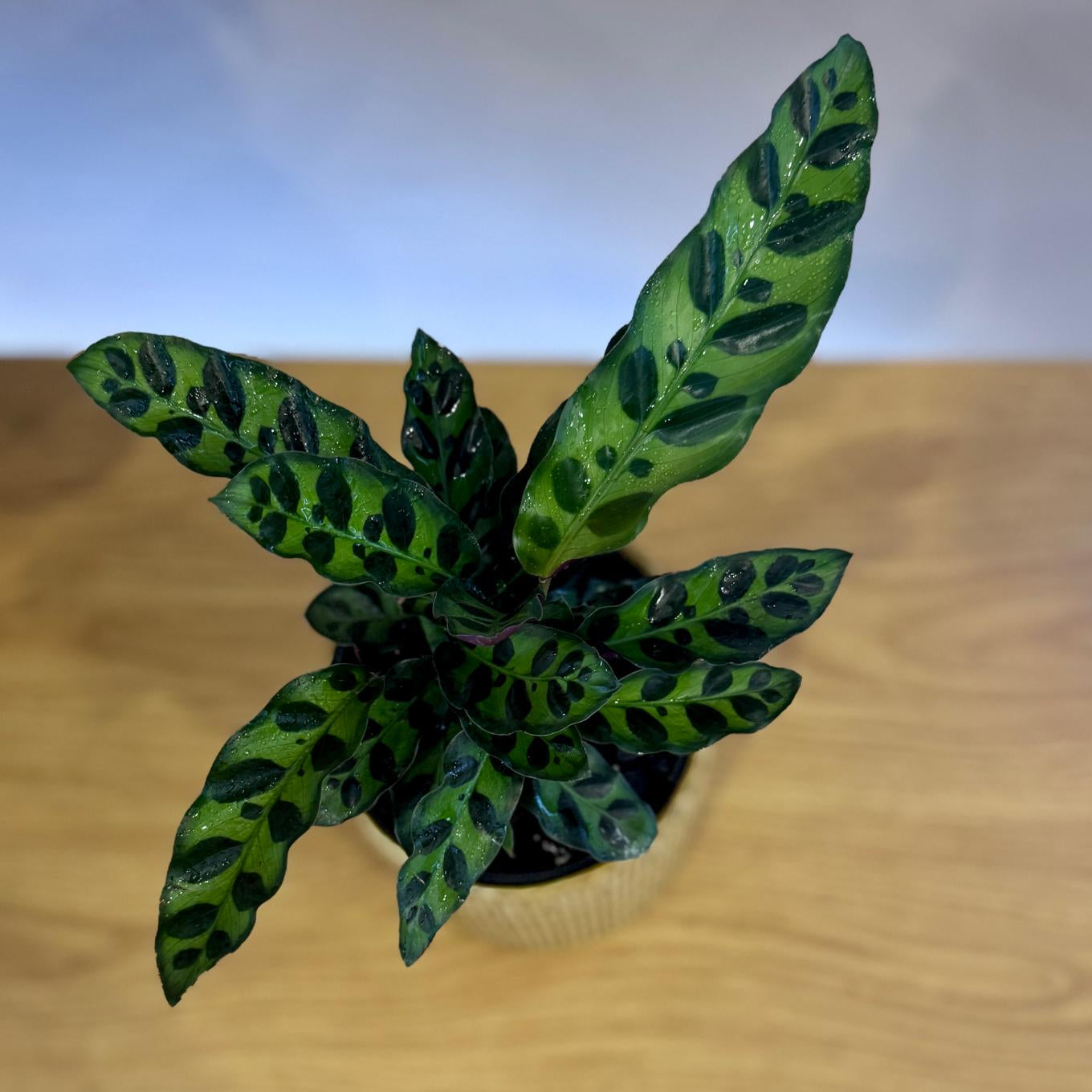 Low-light indoor plant corner with Calathea and ferns in neutral and sage pots