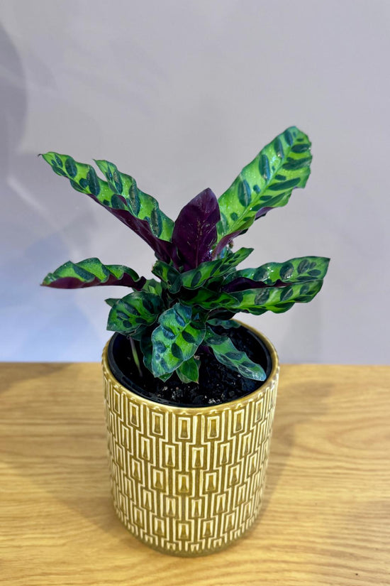 Potted Calathea insignis 'Rattlesnake Plant' with green and purple leaves in Potted & Co's The Side Table Star pot on a wooden surface.