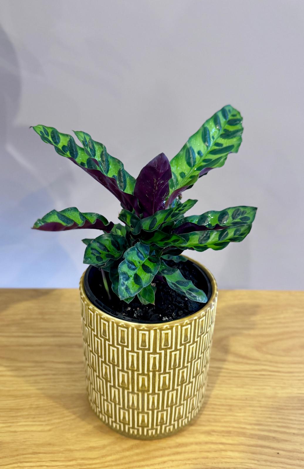 Potted Calathea insignis 'Rattlesnake Plant' with green and purple leaves in Potted & Co's The Side Table Star pot on a wooden surface.