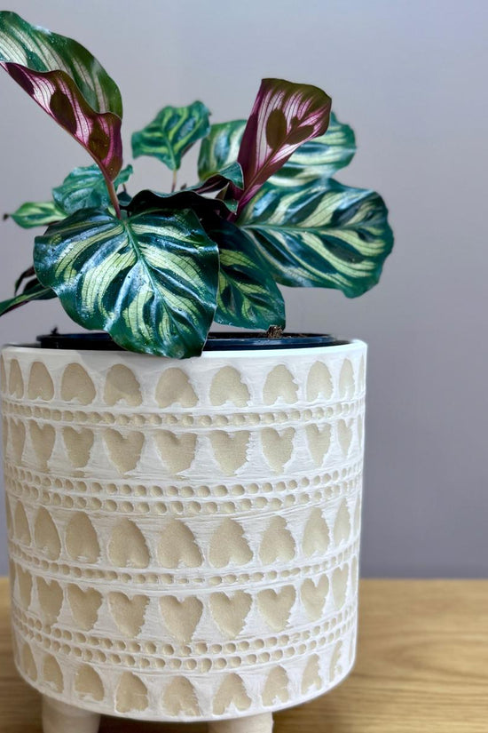Decorative Calathea makoyana Peacock Plant pot with a pattern on a wooden surface and grey background