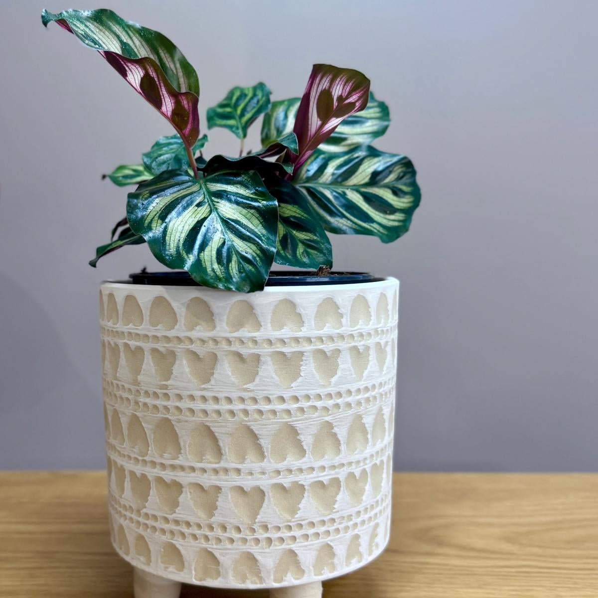 Decorative Calathea makoyana Peacock Plant pot with a pattern on a wooden surface and grey background