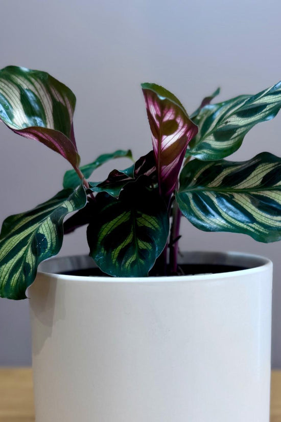 Calathea makoyana Peacock Plant with green and purple leaves in a white pot on a wooden surface.