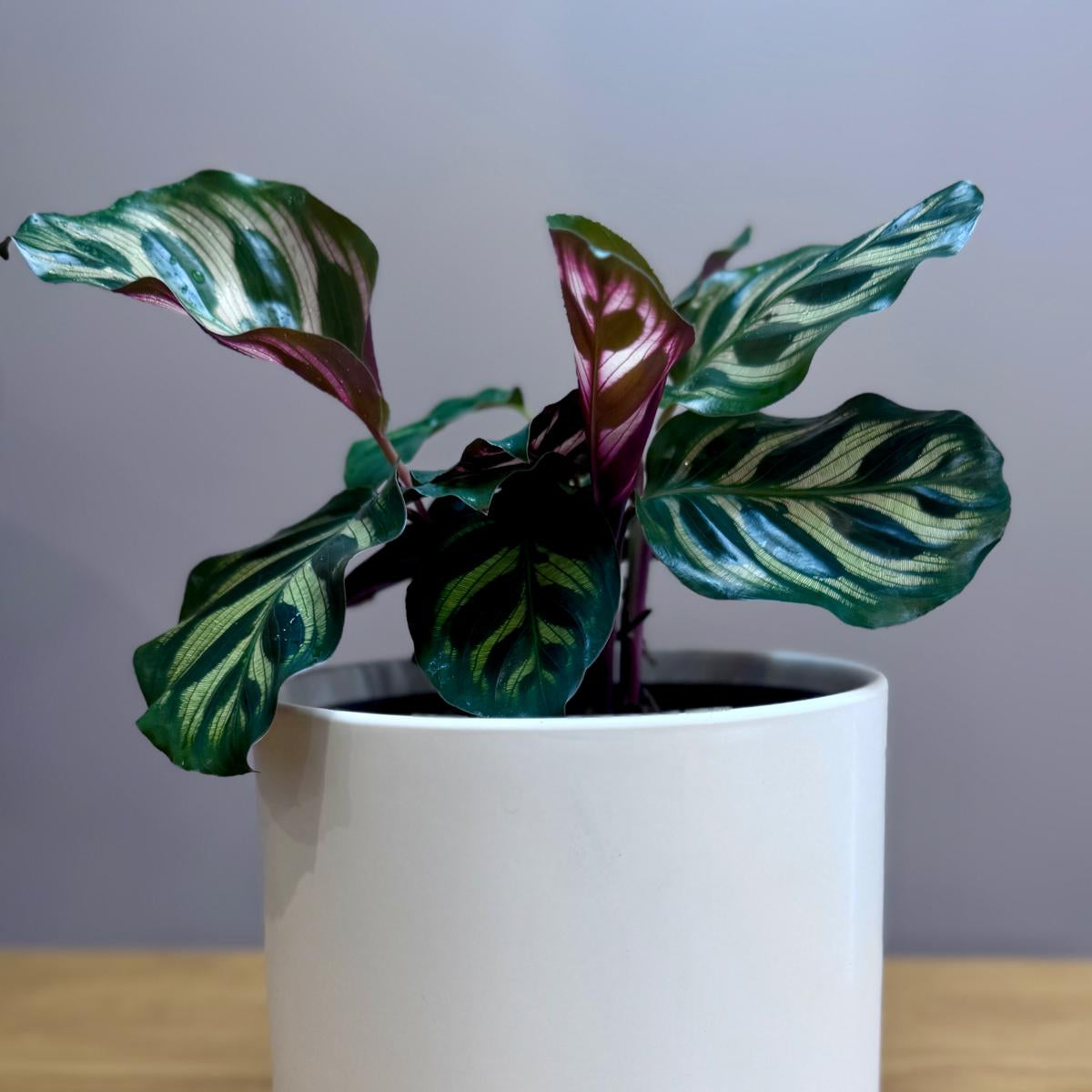Calathea makoyana Peacock Plant with green and purple leaves in a white pot on a wooden surface.