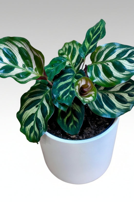 Potted Calathea makoyana Peacock Plant with green and white leaves on a wooden surface