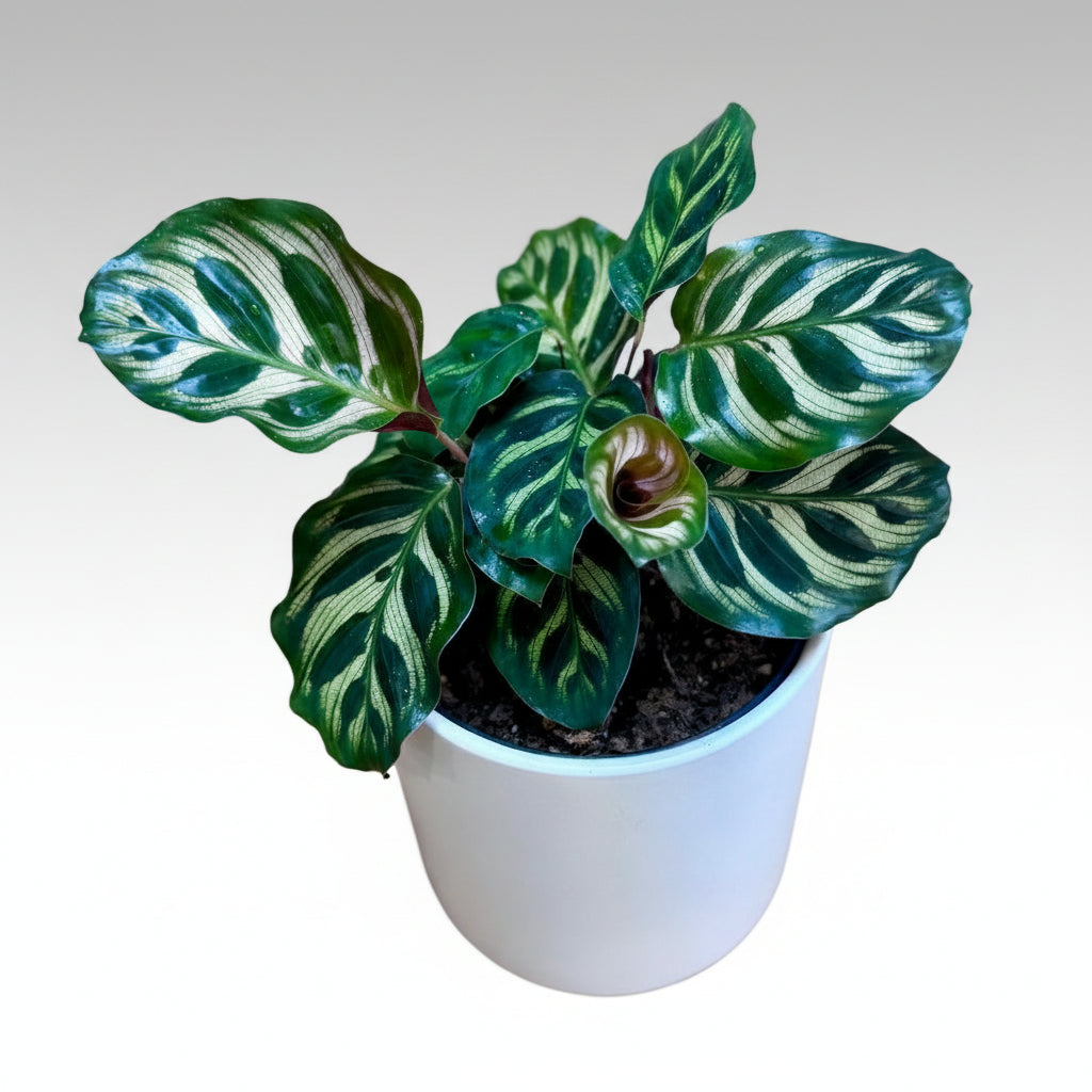 Potted Calathea makoyana Peacock Plant with green and white leaves on a wooden surface