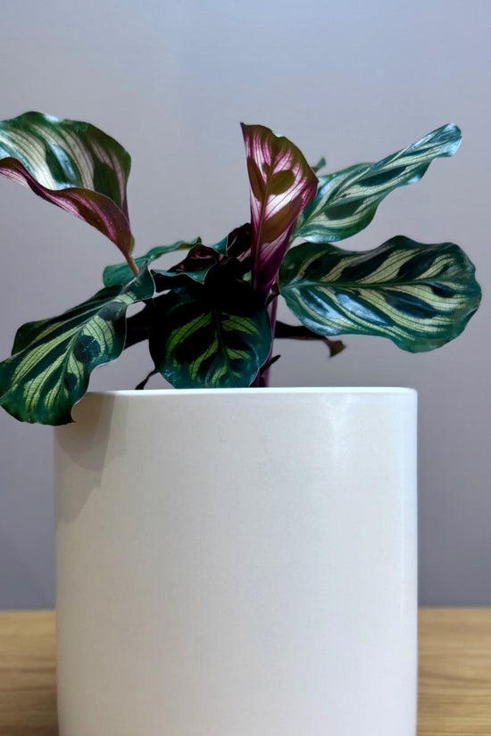Potted Calathea makoyana Peacock Plant with green and purple leaves in a white pot on a wooden surface with a gray background