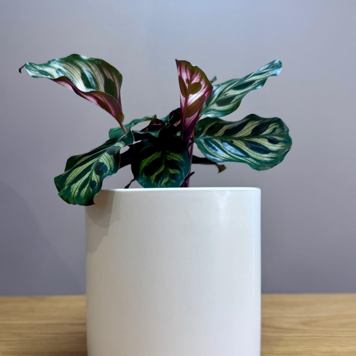 Potted Calathea makoyana Peacock Plant with green and purple leaves in a white pot on a wooden surface with a gray background