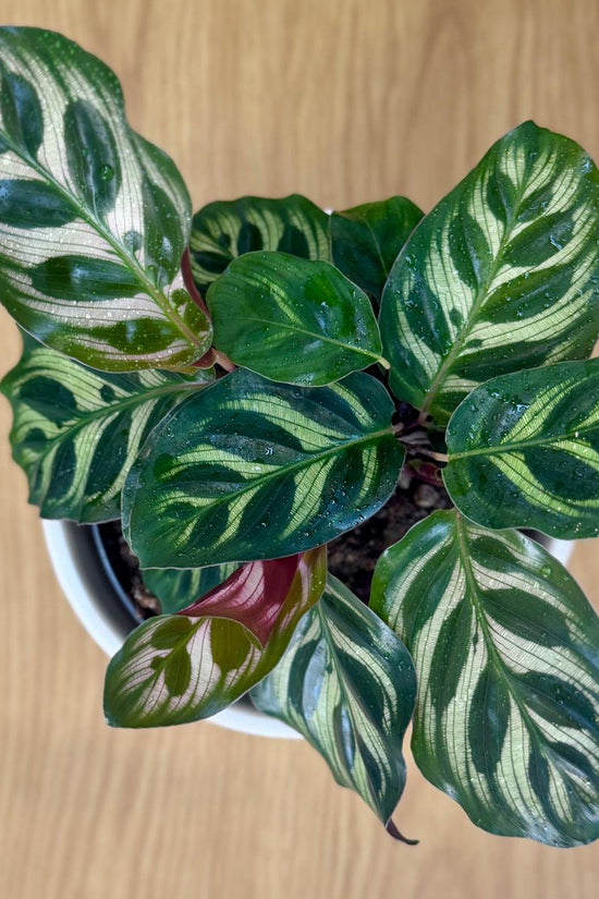Potted Calathea makoyana Peacock Plant with green and white leaves on a wooden surface