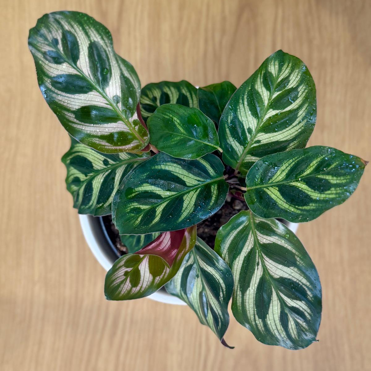 Potted Calathea makoyana Peacock Plant with green and white leaves on a wooden surface