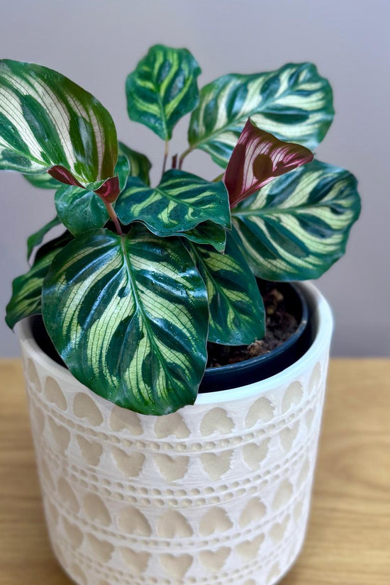 Potted Calathea makoyana Peacock Plant with green and red leaves in a white decorative pot on a wooden surface.