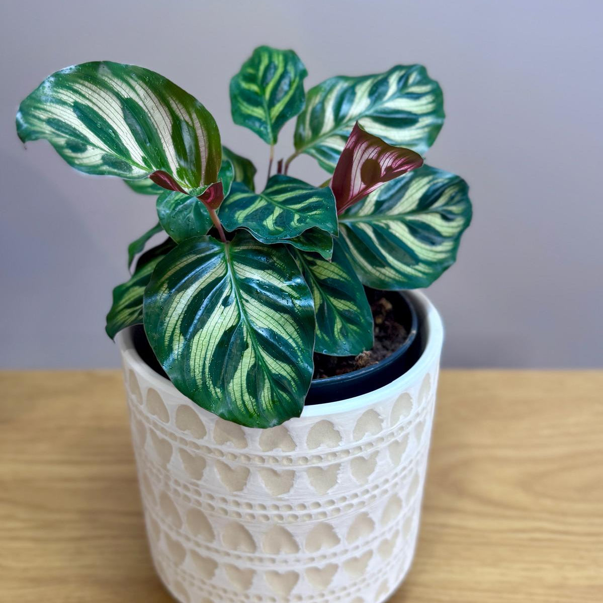 Potted Calathea makoyana Peacock Plant with green and red leaves in a white decorative pot on a wooden surface.