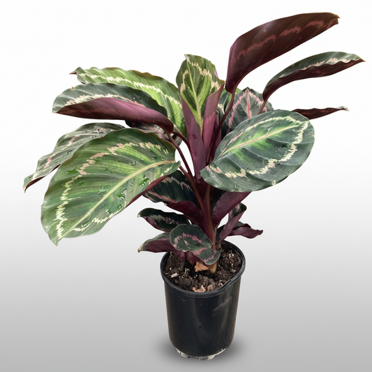 Calathea medallion 'Peacock Plant'.
