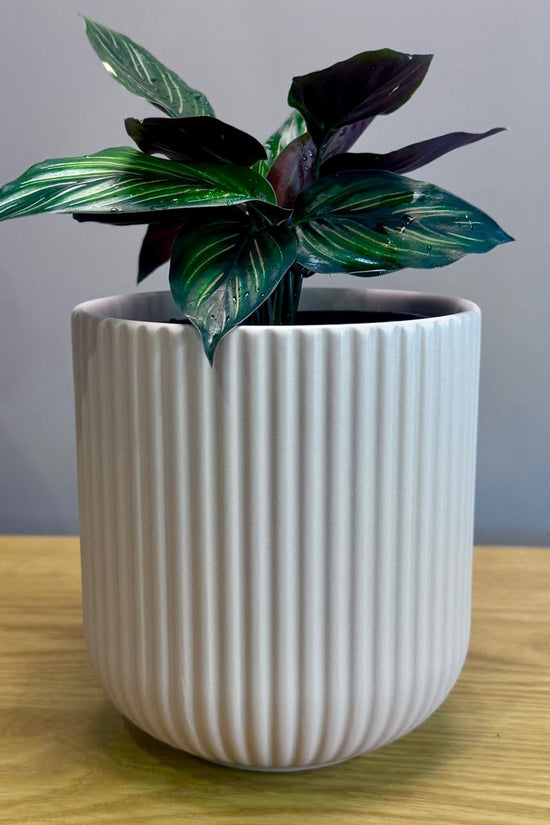 Potted Calathea ornata 'Beauty Star' plant in a white ribbed pot on a wooden surface with a grey background