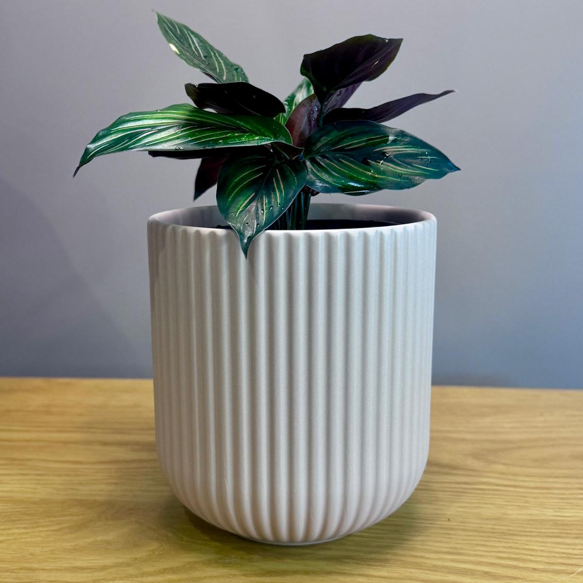 Potted Calathea ornata 'Beauty Star' plant in a white ribbed pot on a wooden surface with a grey background