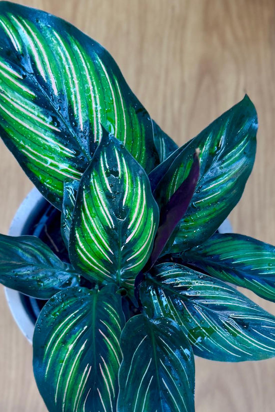 Potted Calathea ornata 'Beauty Star' plant with large green leaves on a wooden surface