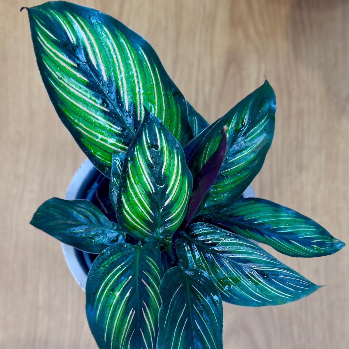 Potted Calathea ornata 'Beauty Star' plant with large green leaves on a wooden surface