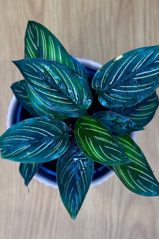 Green leafy Calathea ornata 'Beauty Star' plant in a pot on a wooden surface