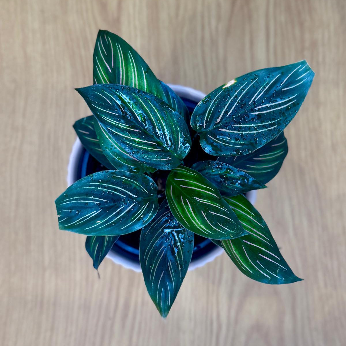 Green leafy Calathea ornata 'Beauty Star' plant in a pot on a wooden surface