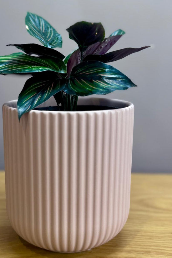 Potted Calathea ornata 'Beauty Star' plant in a ribbed ceramic pot on a wooden surface with a gray background