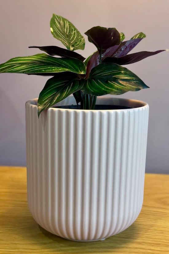 Potted Calathea ornata 'Beauty Star' plant on a wooden surface with a blurred background