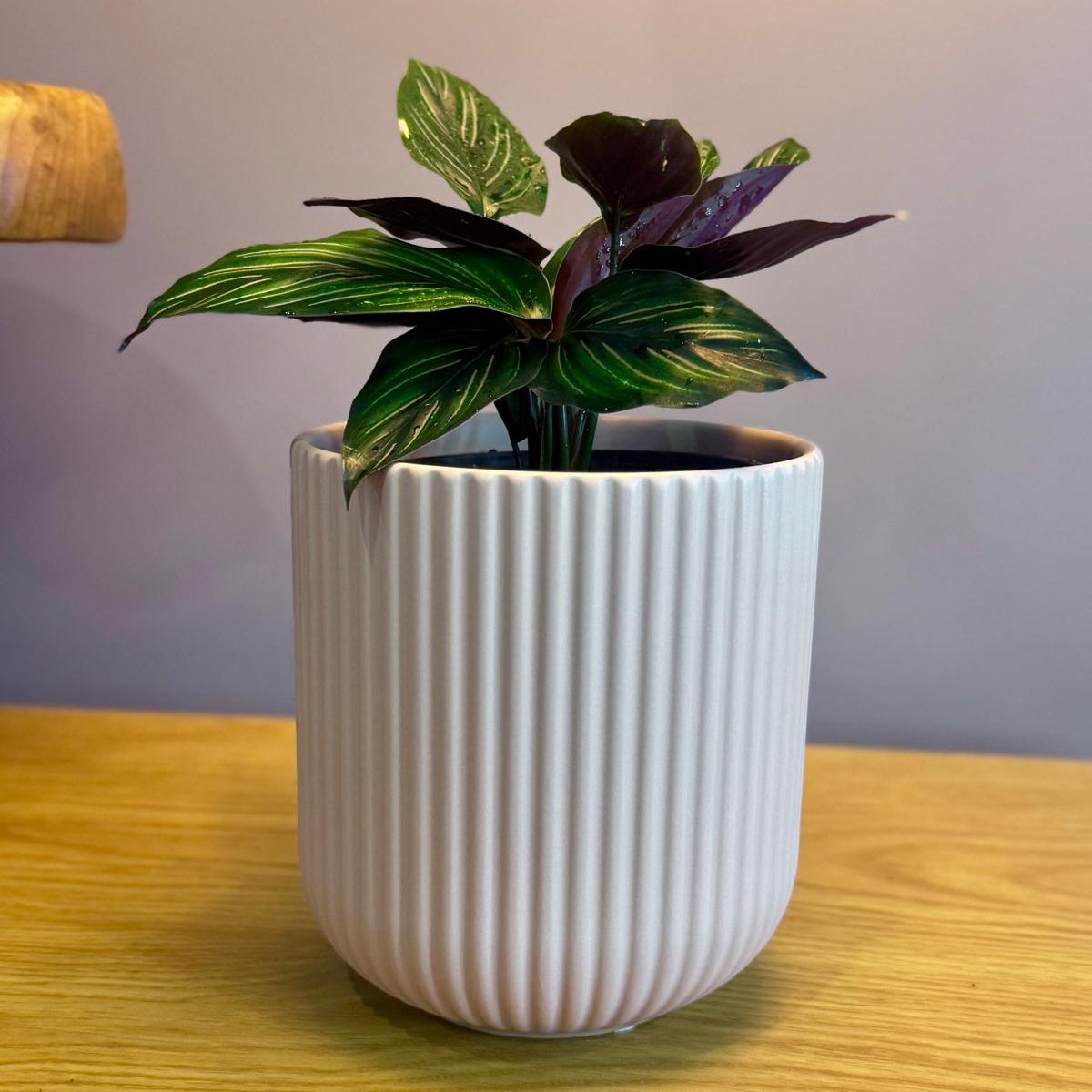 Potted Calathea ornata 'Beauty Star' plant on a wooden surface with a blurred background