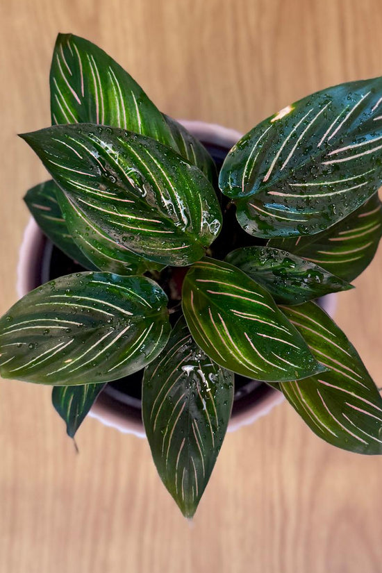 Potted Calathea ornata 'Beauty Star' plant with green leaves on a wooden surface