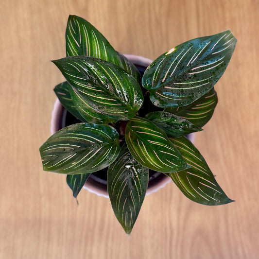 Potted Calathea ornata 'Beauty Star' plant with green leaves on a wooden surface