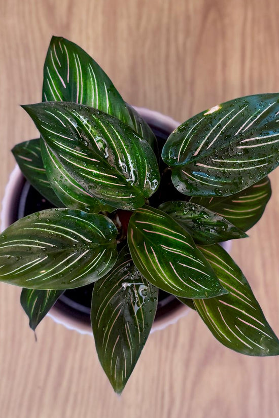 Potted Calathea ornata 'Beauty Star' plant with striped leaves on a wooden surface
