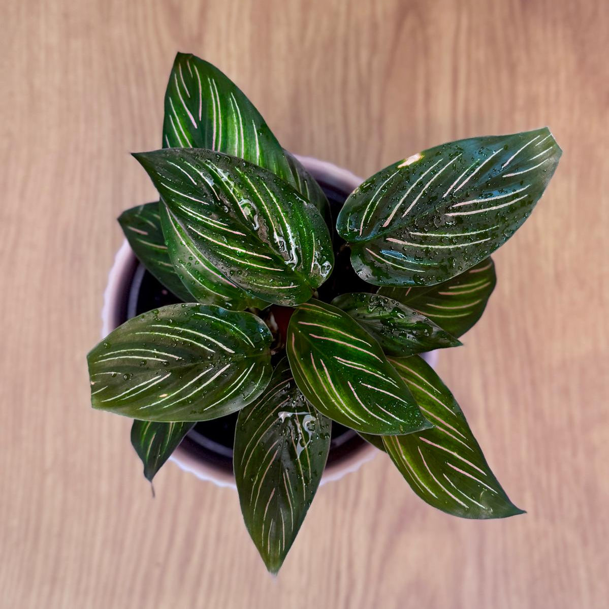 Potted Calathea ornata 'Beauty Star' plant with striped leaves on a wooden surface