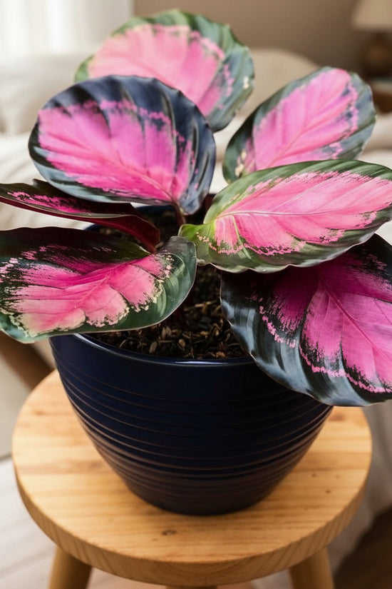 Potted Crimson Calathea with pink and green leaves on a wooden stool against a blurred background
