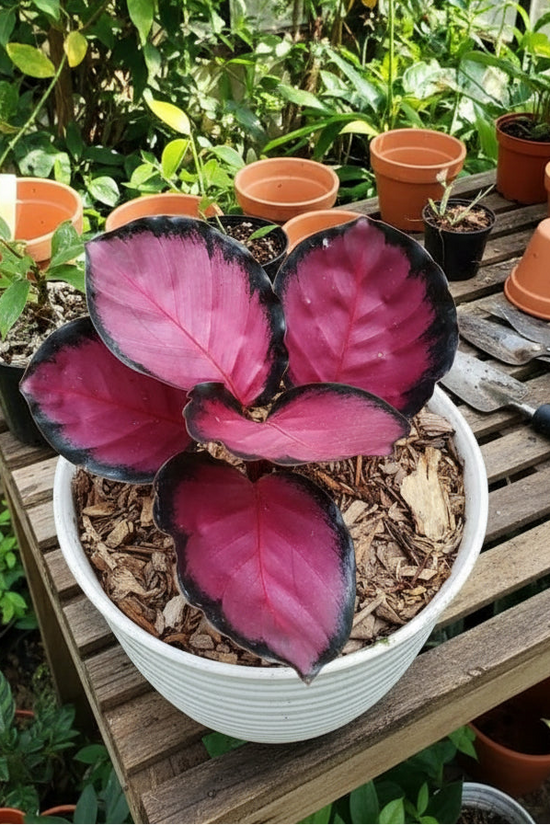 Calathea roseopicta_Crimson Pink and black leafed plant in a pot with other plants in the background