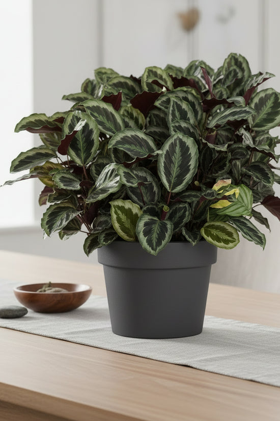 Calathearoseopicta Shine star
