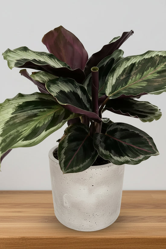 Calathearoseopicta Shine star