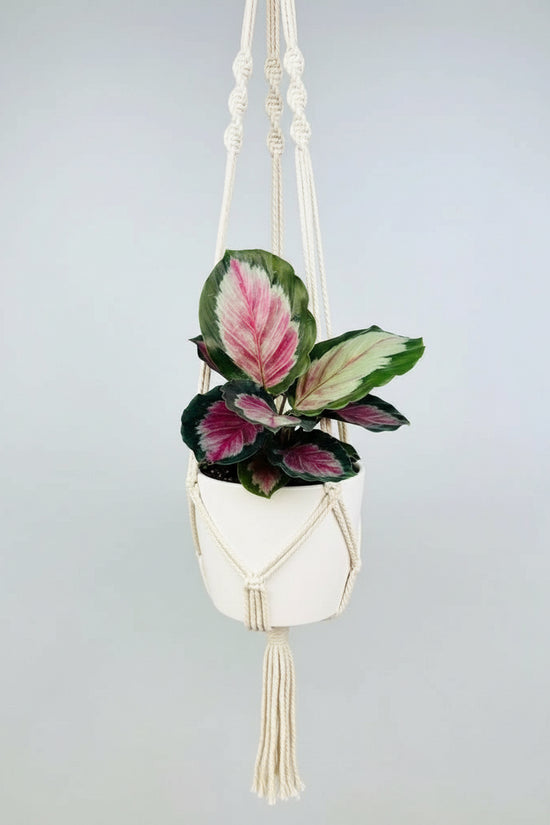 Calathea roseopicta White Cloud in a hanging pot