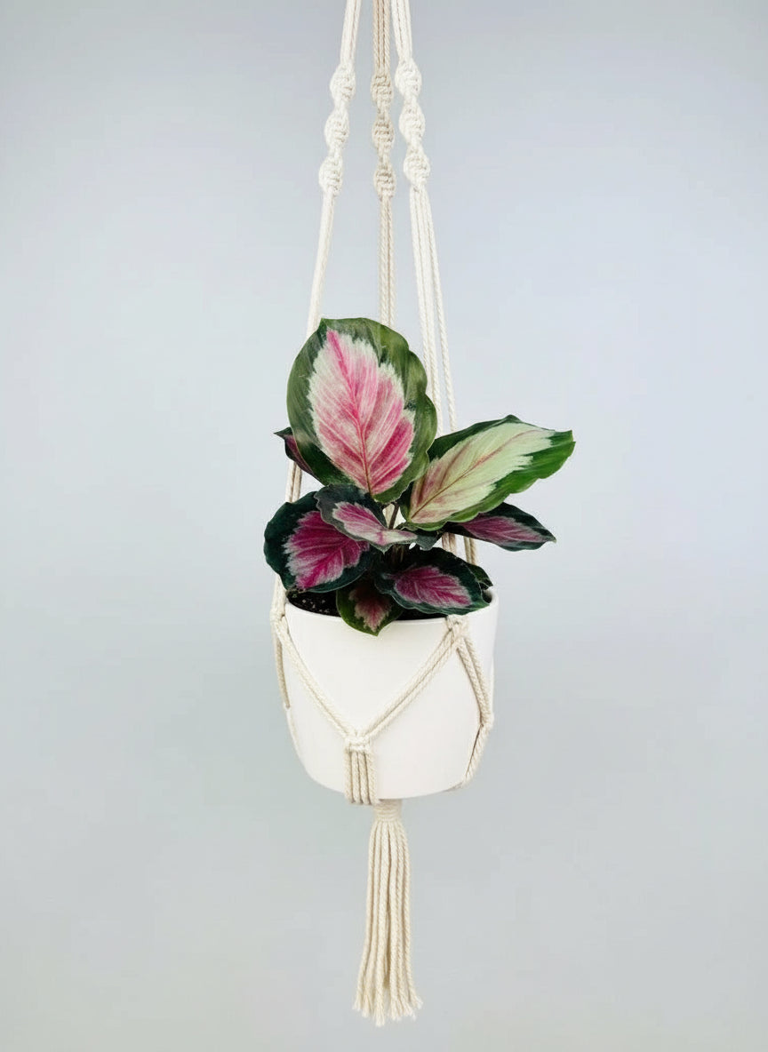 Calathea roseopicta White Cloud in a hanging pot